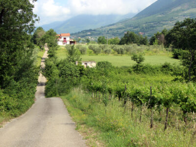 FAICCHIO (BN) - 163 TERRENO AGRICOLO CON RUDERE DI PERTINENZA