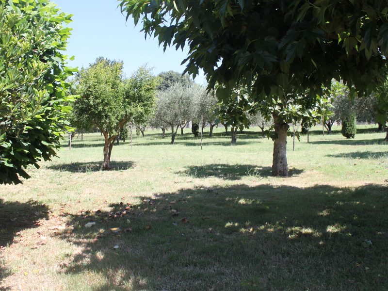 RUVIANO (CE) - 803 VILLA IMMERSA NEL VERDE
