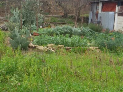 FRASSO TELESINO (BN) - 180 TERRENO AGRICOLO CON DEPOSITO