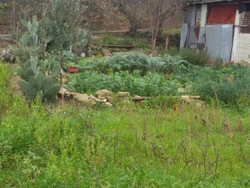 FRASSO TELESINO (BN) - 180 TERRENO AGRICOLO CON DEPOSITO