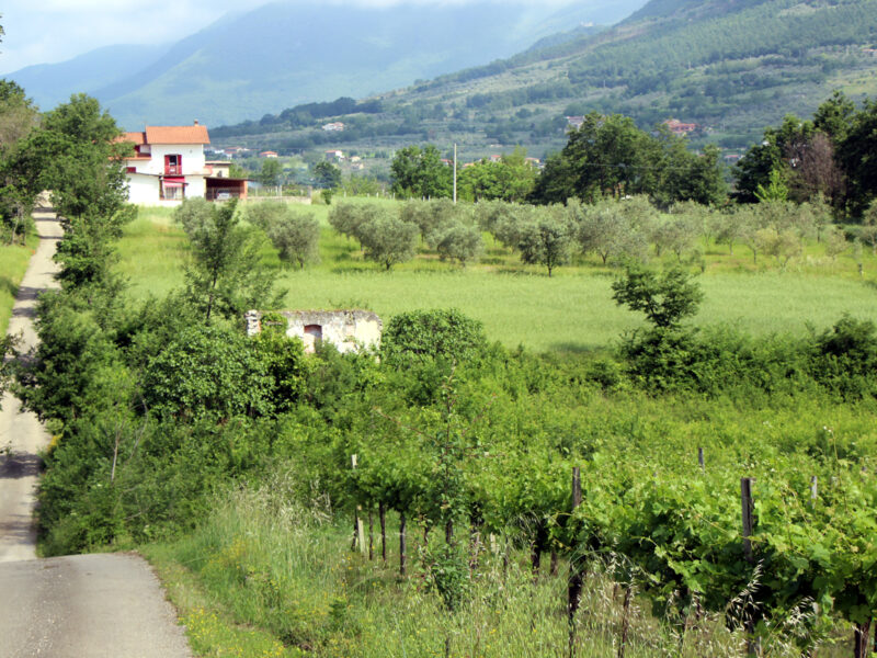 FAICCHIO (BN) - 163 TERRENO AGRICOLO CON RUDERE DI PERTINENZA