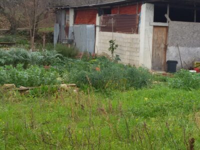 FRASSO TELESINO (BN) - 180 TERRENO AGRICOLO CON DEPOSITO