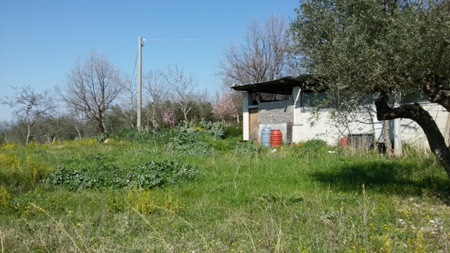 FRASSO TELESINO (BN) - 180 TERRENO AGRICOLO CON DEPOSITO