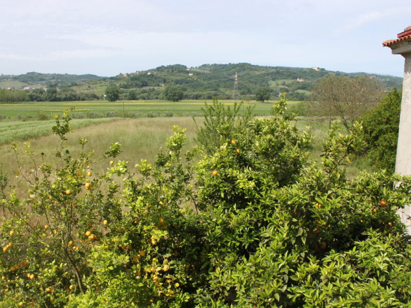 AMOROSI (BN) - 812 VILLA CON TERRENO