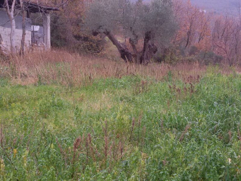 FRASSO TELESINO (BN) - 180 TERRENO AGRICOLO CON DEPOSITO