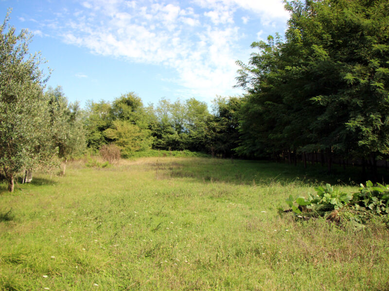 LIMATOLA (BN) - 373 CASALE COLONICA CON TERRENO