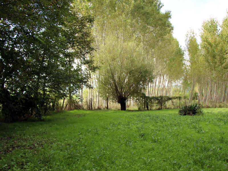 LIMATOLA (BN) - 373 CASALE COLONICA CON TERRENO