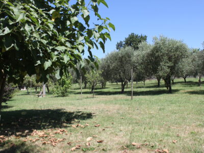 RUVIANO (CE) - 797 VILLA CON PISCINA