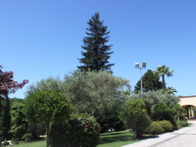 RUVIANO (CE) - 797 VILLA CON PISCINA