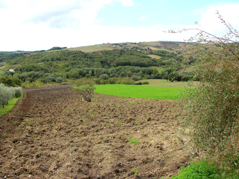 CAMPOLATTARO (BN) - 434 AZIENDA AGRICOLA