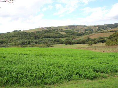 CAMPOLATTARO (BN) - 434 AZIENDA AGRICOLA