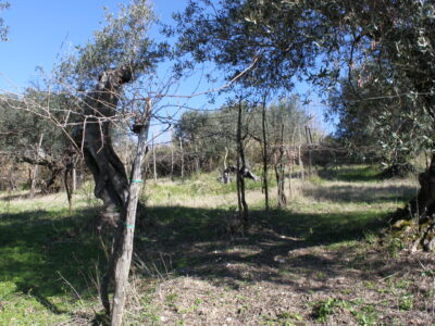 FRASSO TELESINO (BN) - 56 TERRENO COLTIVATO CON DEPOSITO