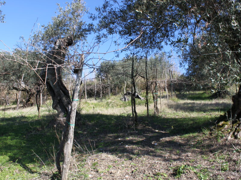 FRASSO TELESINO (BN) - 56 TERRENO COLTIVATO CON DEPOSITO
