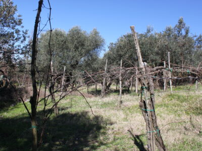 FRASSO TELESINO (BN) - 56 TERRENO COLTIVATO CON DEPOSITO