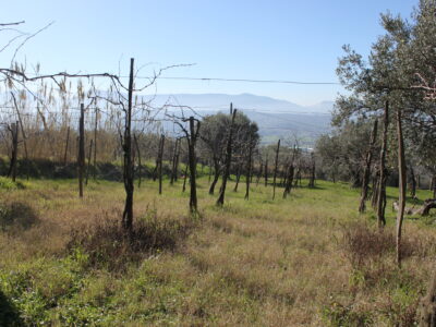 FRASSO TELESINO (BN) - 56 TERRENO COLTIVATO CON DEPOSITO