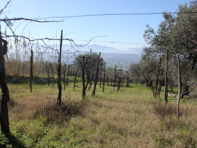 FRASSO TELESINO (BN) - 56 TERRENO COLTIVATO CON DEPOSITO