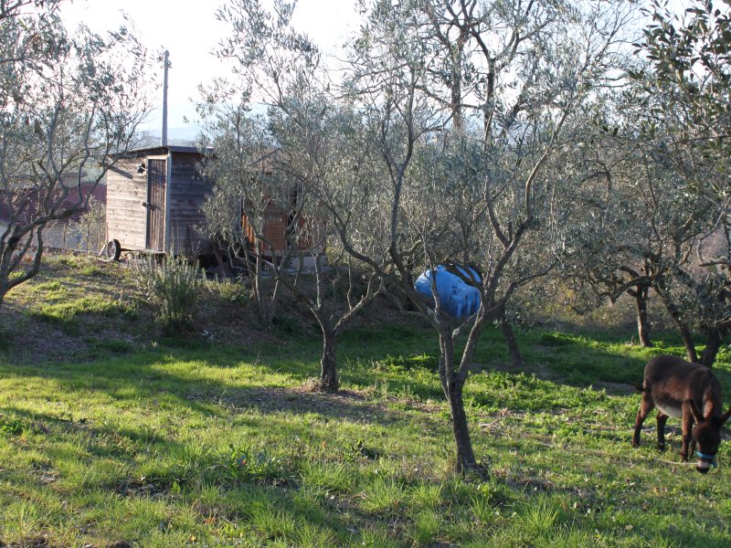 SANT'AGATA DE' GOTI (BN) - 250 TERRENO AGRICOLO COLTIVATO