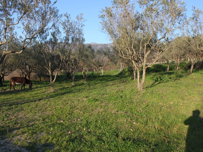 SANT'AGATA DE' GOTI (BN) - 250 TERRENO AGRICOLO COLTIVATO