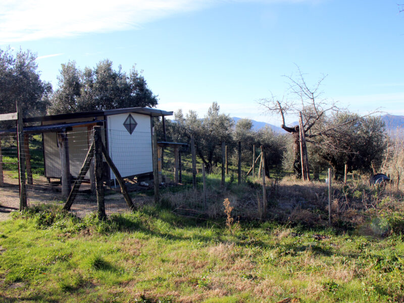 FRASSO TELESINO (BN) - 104 TERRENO COLTIVATO