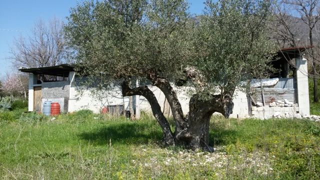 FRASSO TELESINO (BN) - 180 TERRENO AGRICOLO CON DEPOSITO