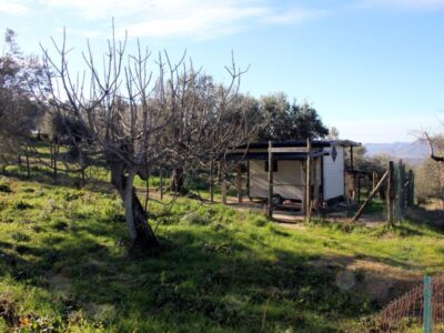 FRASSO TELESINO (BN) - 104 TERRENO COLTIVATO