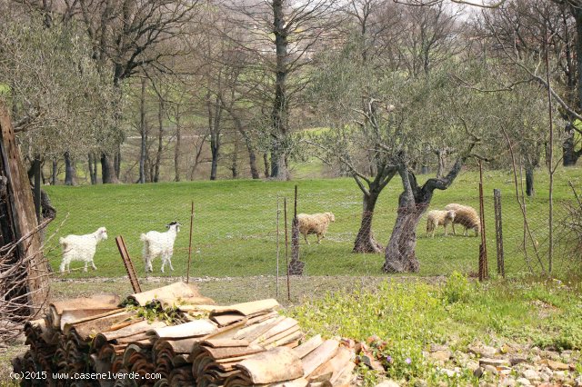 MORCONE (BN) - 357 CASA INDIPENDENTE CON TERRENO