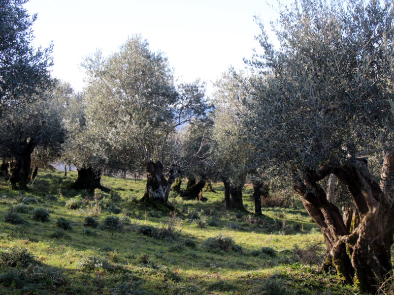 FRASSO TELESINO (BN) - 104 TERRENO COLTIVATO