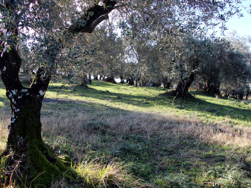 FRASSO TELESINO (BN) - 104 TERRENO COLTIVATO