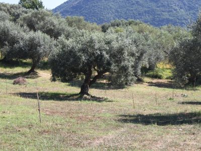 MELIZZANO (BN) - 795 TERRENI AGRICOLI