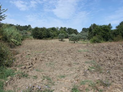 RUVIANO (CE) - 6 TERRENO AGRICOLO IN ZONA PANORAMICA