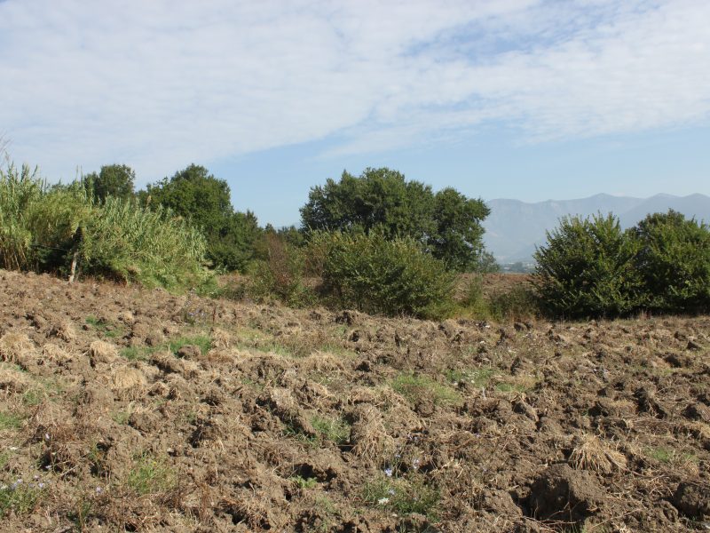 RUVIANO (CE) - 6 TERRENO AGRICOLO IN ZONA PANORAMICA