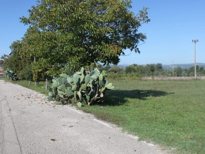 DUGENTA (BN) - 785 TERRENO PIANEGGIANTE