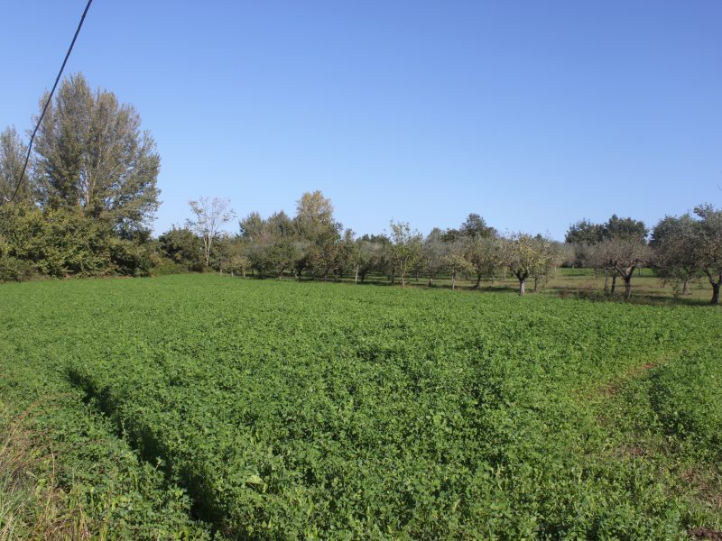 SANT'AGATA DE' GOTI (BN) - 782 APPEZZAMENTO DI TERRENO