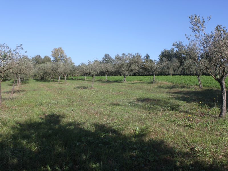 SANT'AGATA DE' GOTI (BN) - 782 APPEZZAMENTO DI TERRENO