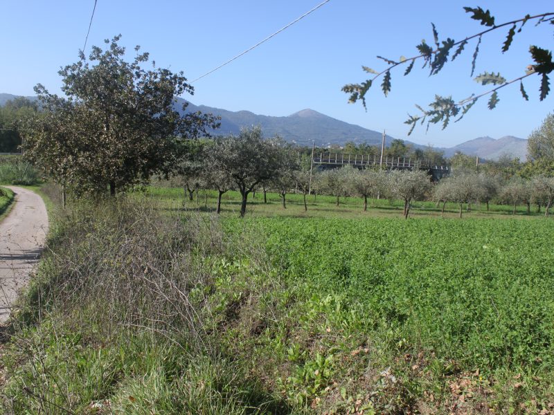SANT'AGATA DE' GOTI (BN) - 782 APPEZZAMENTO DI TERRENO