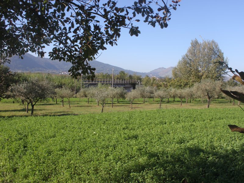 SANT'AGATA DE' GOTI (BN) - 782 APPEZZAMENTO DI TERRENO