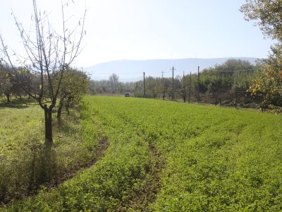 SANT'AGATA DE' GOTI (BN) - 782 APPEZZAMENTO DI TERRENO