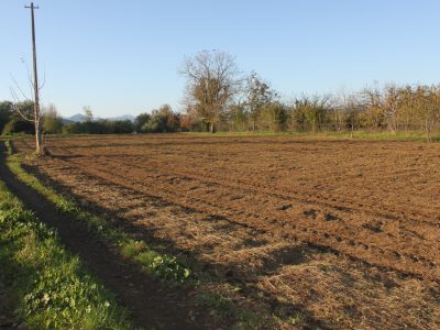 LIMATOLA (BN) - 778 APPEZZAMENTO DI TERRENO PIANEGGIANTE