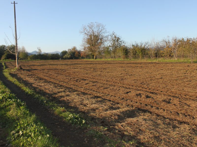 LIMATOLA (BN) - 778 APPEZZAMENTO DI TERRENO PIANEGGIANTE