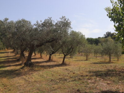 DUGENTA (BN) - 765 CASALE RISTRUTTURATO CON TERRENO