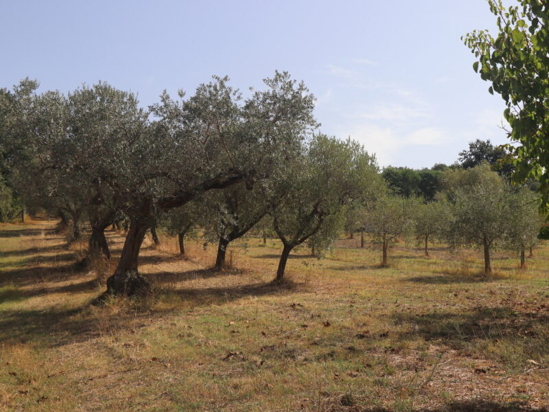 DUGENTA (BN) - 765 CASALE RISTRUTTURATO CON TERRENO