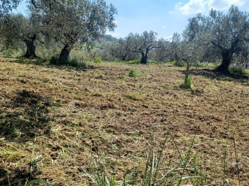 FRASSO TELESINO (BN) - 763 TERRENO COLTIVATO