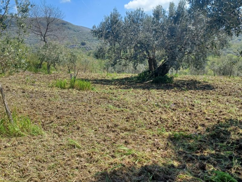 FRASSO TELESINO (BN) - 763 TERRENO COLTIVATO