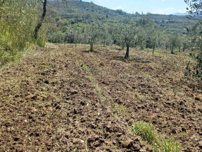 FRASSO TELESINO (BN) - 763 TERRENO COLTIVATO