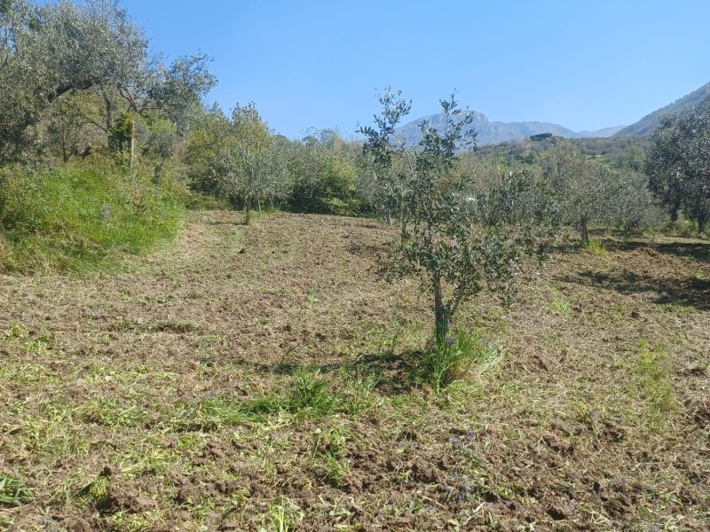 FRASSO TELESINO (BN) - 763 TERRENO COLTIVATO