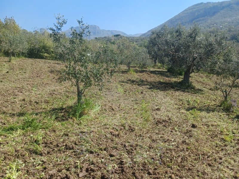FRASSO TELESINO (BN) - 763 TERRENO COLTIVATO