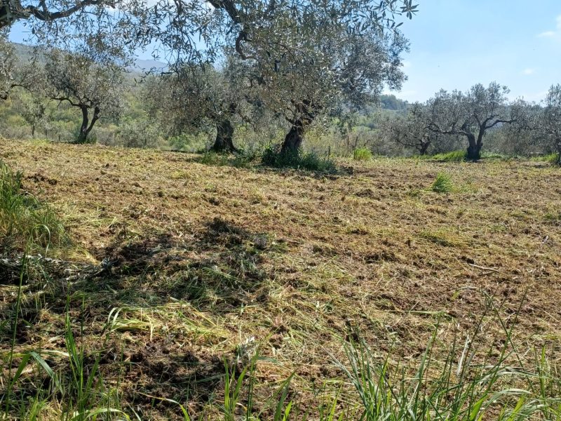 FRASSO TELESINO (BN) - 763 TERRENO COLTIVATO