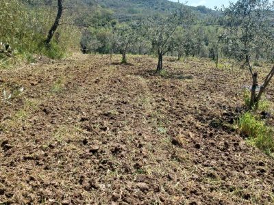 FRASSO TELESINO (BN) - 763 TERRENO COLTIVATO