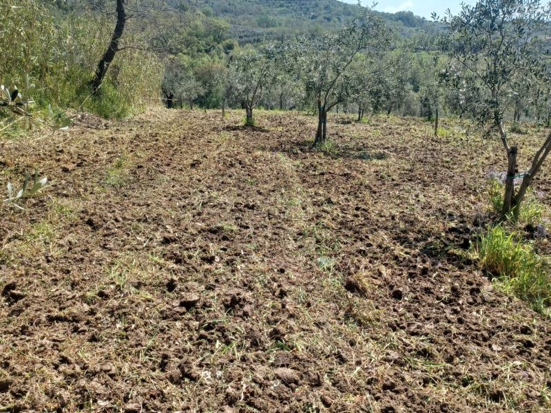 FRASSO TELESINO (BN) - 763 TERRENO COLTIVATO