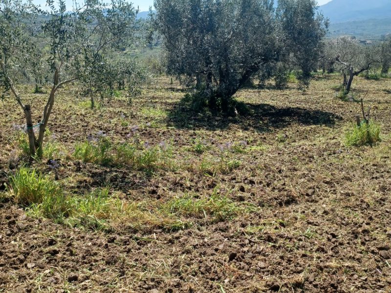 FRASSO TELESINO (BN) - 763 TERRENO COLTIVATO